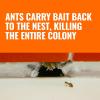 imageTERRO Ant Killer Bait Stations T3003SR  Liquid Bait to Eliminate Ants  18 Count Stations for Effective Indoor Ant Control12 Bait Stations