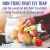 imageTerro Fruit Fly Traps for Indoors 12 Pack  540 Days of Lure Supply12 Traps